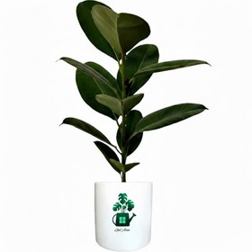 تصویر فیکوس سبز گلآرون 