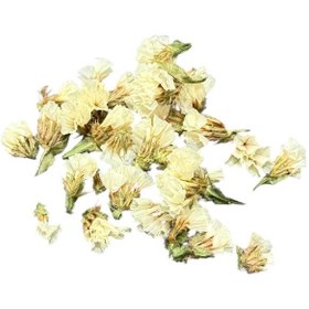 تصویر گل خشک شیپوری سفید کد G15 