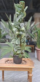 تصویر پتوس ببری قیم‌دار ارتفاع ۸۰ سانتی‌متر 