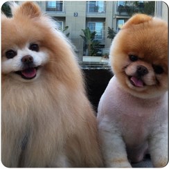 تصویر مگنت طرح سگ پامرانین کد NIM1998 