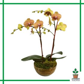 تصویر ارکیده | کد: ZNB-1ESN 