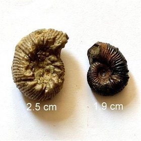 تصویر 2 فسیل آمونیت ژوراسیک و کرتاسه 2 رو 