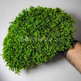 تصویر خزه اسفاگنوم 