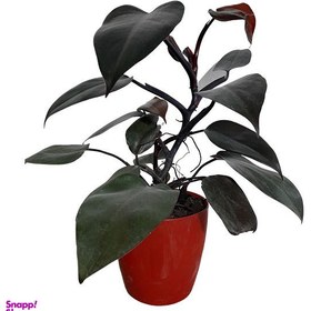 تصویر گیاه طبیعی فیکوس کد G05 