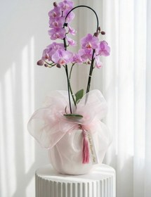 تصویر ارکیده مینیاتوری سپید کد 7003 