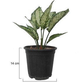 تصویر اگلونما سفید 