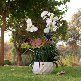 تصویر ارکیده ترحیم تسلی 