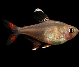 تصویر ماهی تترا رزی 1 تا 2 سانتی متر 