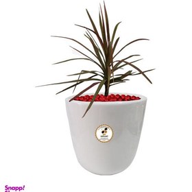 تصویر گیاه طبیعی دراسنا قرمز شرکت گلباران سبز گیلان مدل GN12-17AM 