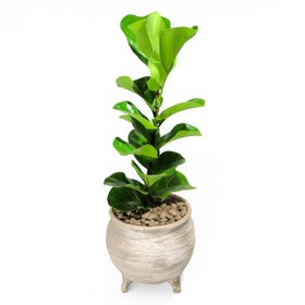 تصویر فیکوس لیراتا کد P105 