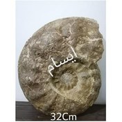 تصویر فسیل بزرگ امونیت کپه داغ 2ونیمرو 