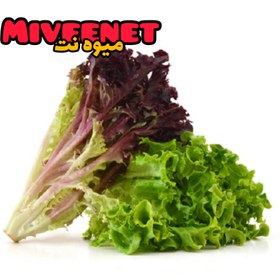 تصویر کاهو فرانسوی ریشه دار ۳۵۰-۴۰۰ گرمی هیدرو پونیک عمده میوه نت French lettuce fresh packing miveenet Hydroponic Major 350-400gr