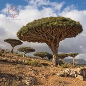 تصویر بذر درخت دراگون بلاد 