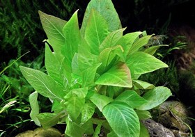 تصویر گیاه آکواریومی طبیعی هایگروفیلا اسپیشز مینی( سیبی پا کوتاه ) Hygrophila Species Mini 