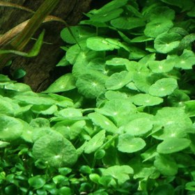 تصویر گیاه آبزی آکواریوم پلنت هیدروکوتیل ورتیسیلاتا Hydrocotyle verticillata( پک 5 شاخه) 