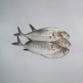 تصویر ماهی طلال 