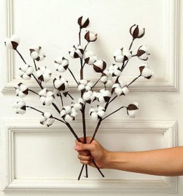 تصویر گل خشک پنبه 