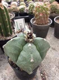 تصویر بذر کاکتوس آستروفیتوم کیکو نودوم ژاپن ELG.9711 - بسته 10 عددی Astrophytum Myrio Kikko nudum JAPAN ELG.9711