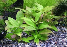 تصویر گیاه آبزی آکواریوم پلنت هیگروفلیا سیبی Hygrophila corymbosa(پک 3 شاخه) 