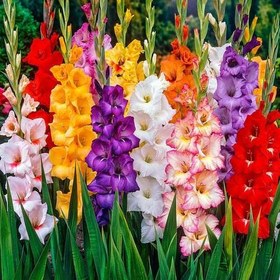 تصویر پیاز گلایل 