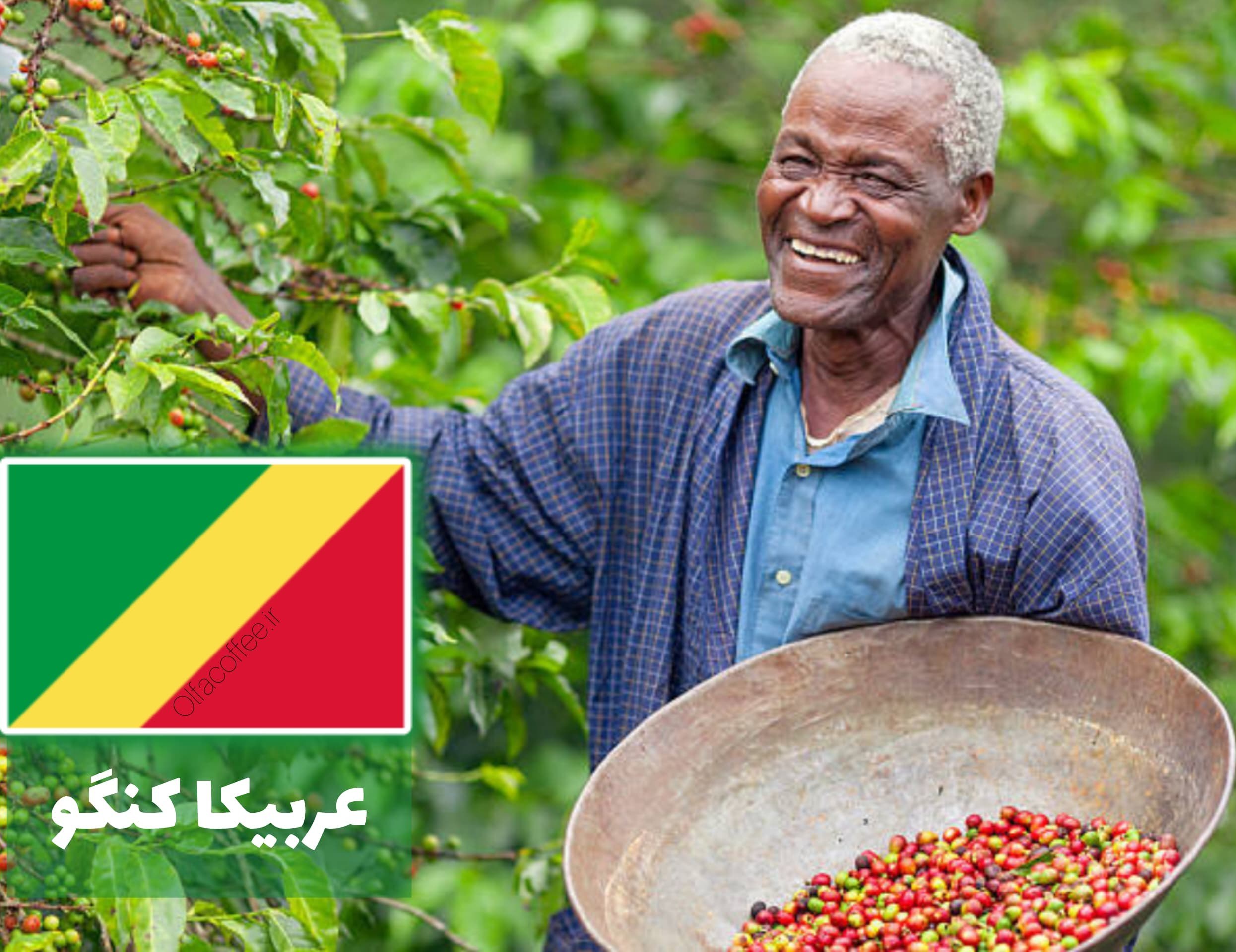 قهوه عربیکا کنگو