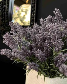 تصویر گل اسطوخودوس 