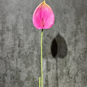 تصویر آنتریوم 