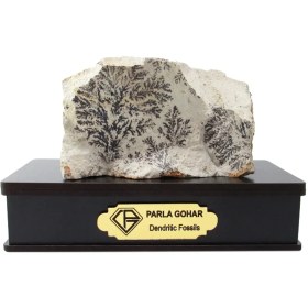 تصویر سنگ شجر فسیلی (دندریتی ) کد 2211 