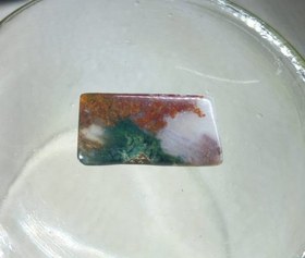 تصویر شجر دریایی کد 513 