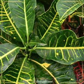 تصویر کروتون چناری 