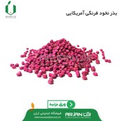 تصویر بذر نخود فرنگی واریته آمباداتور آمریکا 