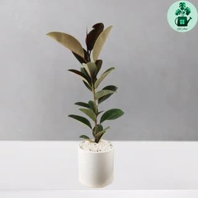 تصویر فیکوس سبز 