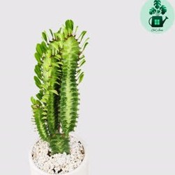 تصویر افوربیا تریگونا 