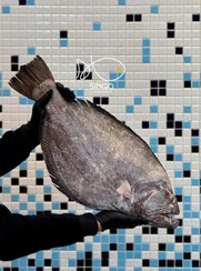 تصویر ماهی کفشک(فیله خالص) 