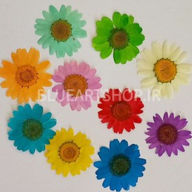 تصویر گل خشک بابونه ده رنگ 