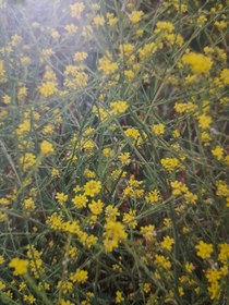 تصویر خاکشیر Sisymbrium officinalis