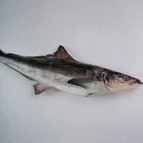 تصویر ماهی سکولا (سکن) 