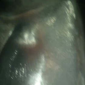 تصویر ماهی قباد 