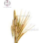 تصویر بذر گندم 