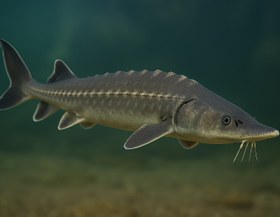 تصویر ماهی خاویار قره برون 