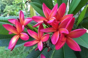 تصویر بذر پلومریا رنگ قرمز – Red Frangipani 