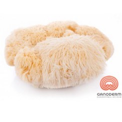 تصویر قارچ یال شیر (لاینزمین Lions mane) درجه 1 وزن 100 گرم 