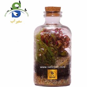 تصویر تراریوم کد H710 