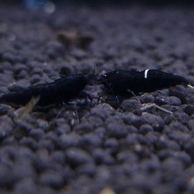 تصویر شریمپ میگو بلک کینگ کنگ 