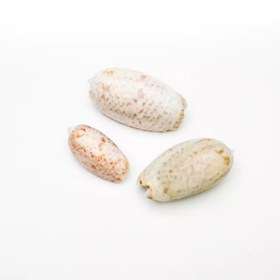 تصویر صدف طبیعی کد 1 (بسته 50 گرمی) 