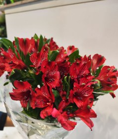 تصویر گل آلستومریا 