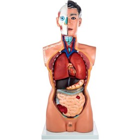 تصویر مولاژ نیم تنه مرد XC201 