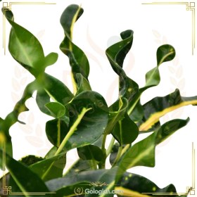 تصویر کروتون فر 