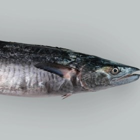 تصویر پک ماهی شیر 