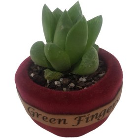 تصویر گیاه طبیعی هاورتیا شیشه ای مدل 2022271 | کد: ZNB-BTH 